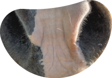 Equinos