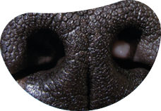 Mascota