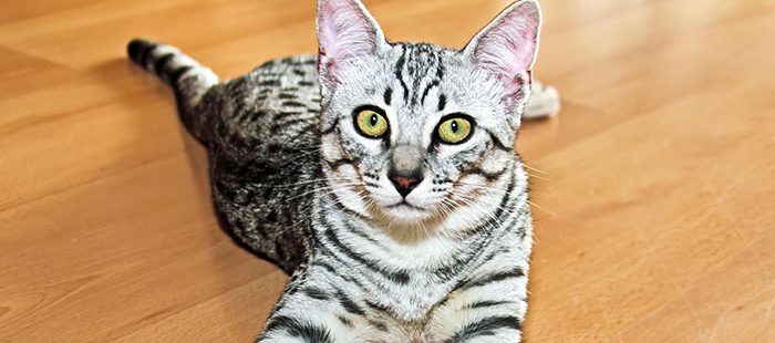 La arena de mi gato huele mal: ¿Qué hacer?