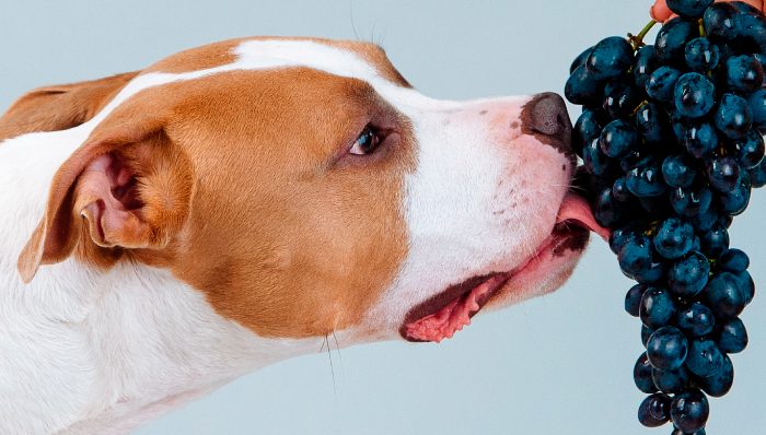 ¿Le puedo dar uvas a mi perro? ¡Descúbrelo aquí!