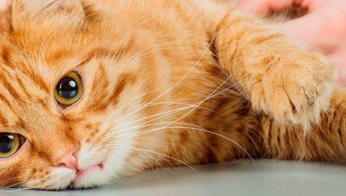 Esterilización en gatos: beneficios y cuidados