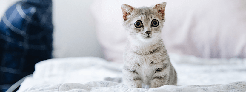 10 Consejos para ayudar a tu Gato con ansiedad por separación Padre de Mascota