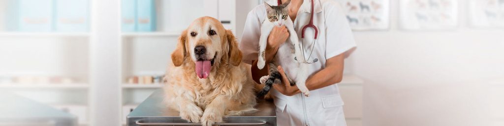 La atención veterinaria y la prescripción de medicinas de calidad, son el primer paso para asegurar que la salud de tu perro o gato está en buenas manos.