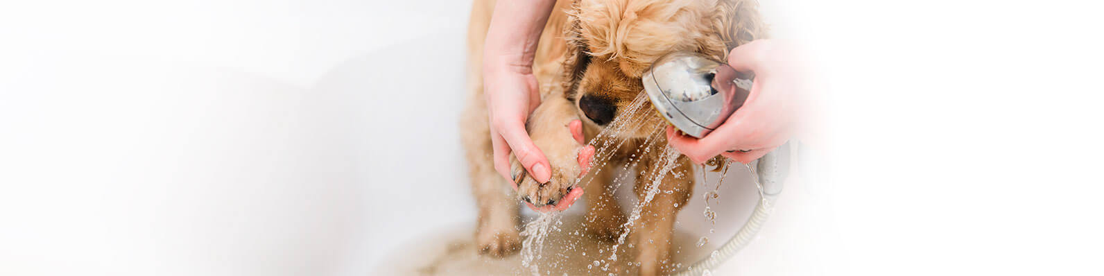El alcohol gel en mascotas tiene consecuencias desfavorables en la salud de tu perro o gato. Te presentamos los productos para su higiene en la cuarentena
