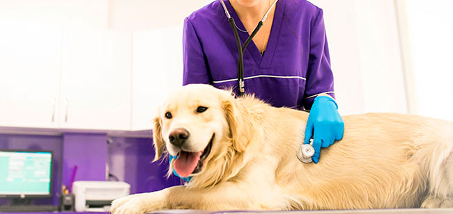 El Tumor Venéreo Transmisible (TVT) es un cáncer de baja intensidad que se manifiesta en perros. Aprende a identificar sus síntomas a tiempo y cómo prevenirlo