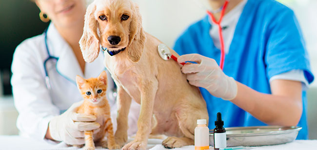 Una emergencia veterinaria puede ocurrir de un momento a otro, por eso debes estar informado acerca de los protocolos a seguir durante el confinamiento para ayudar a tu mascota