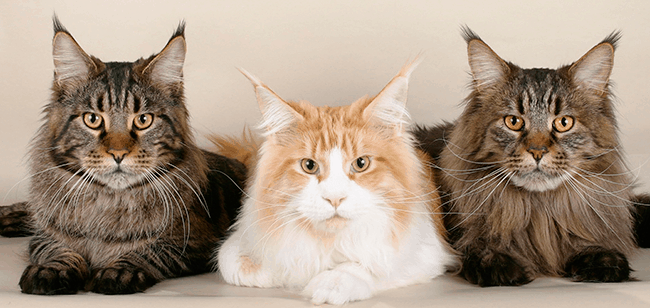 5 razas de gatos exóticos puedes encontrar en Chile. de
