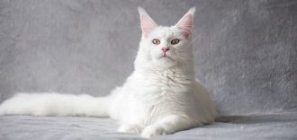 Cuidados de pelo largo en razas exóticas de gatos domésticos