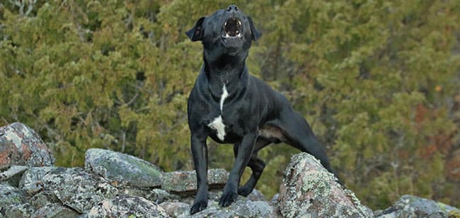 perro ladrar