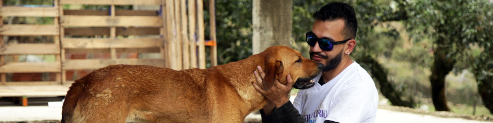 Perros y gatos abandonados o maltratados