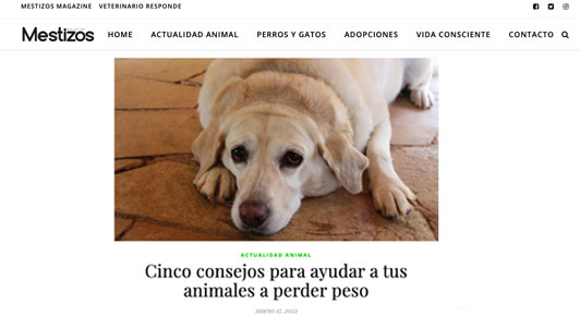 Cinco consejos para ayudar a tus animales a perder peso