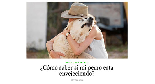 ¿Cómo saber si mi perro está envejeciendo?