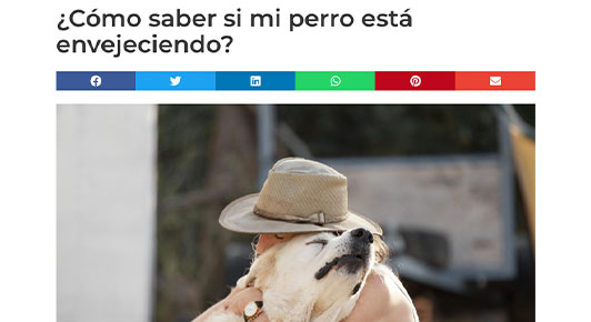 ¿Cómo saber si mi perro está envejeciendo?