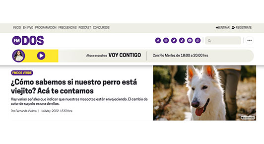 ¿Cómo sabemos si nuestro perro está viejito? Acá te contamos