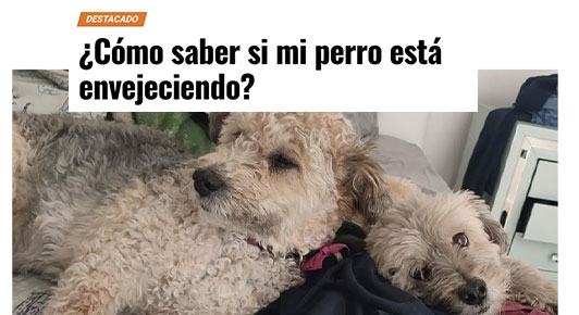 ¿Cómo saber si mi perro está envejeciendo?