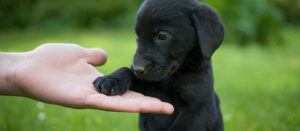Cortar uñas de perro: sencillos consejos