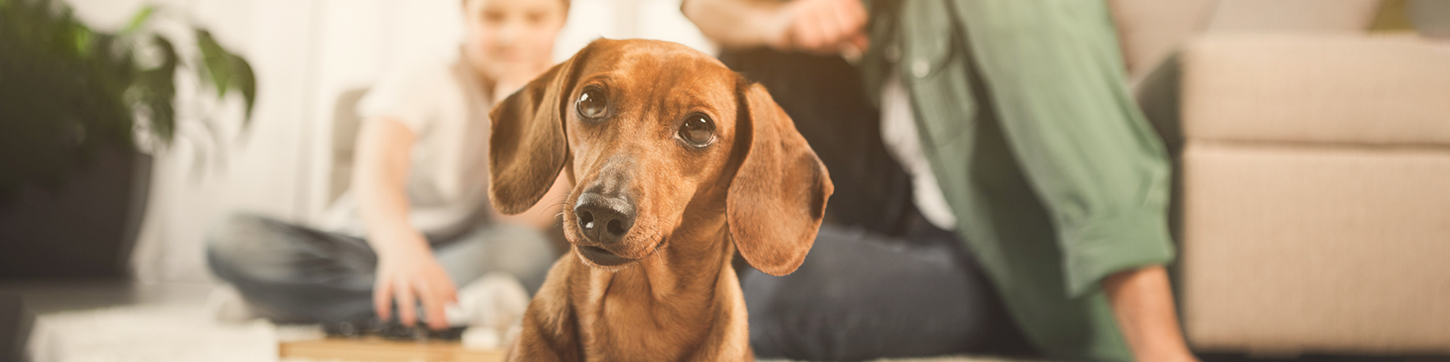 El perro salchicha: características de una raza querida por todos - Infobae